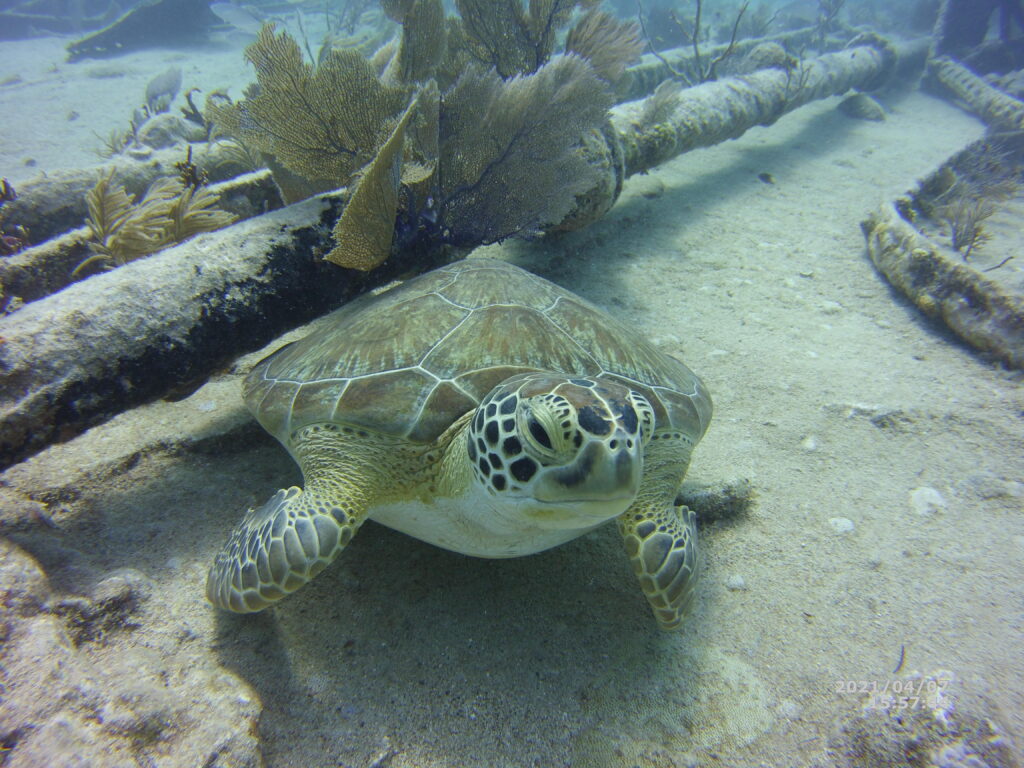 Snorkel Key Largo 3 Turtle resting by the reef in Key Largo