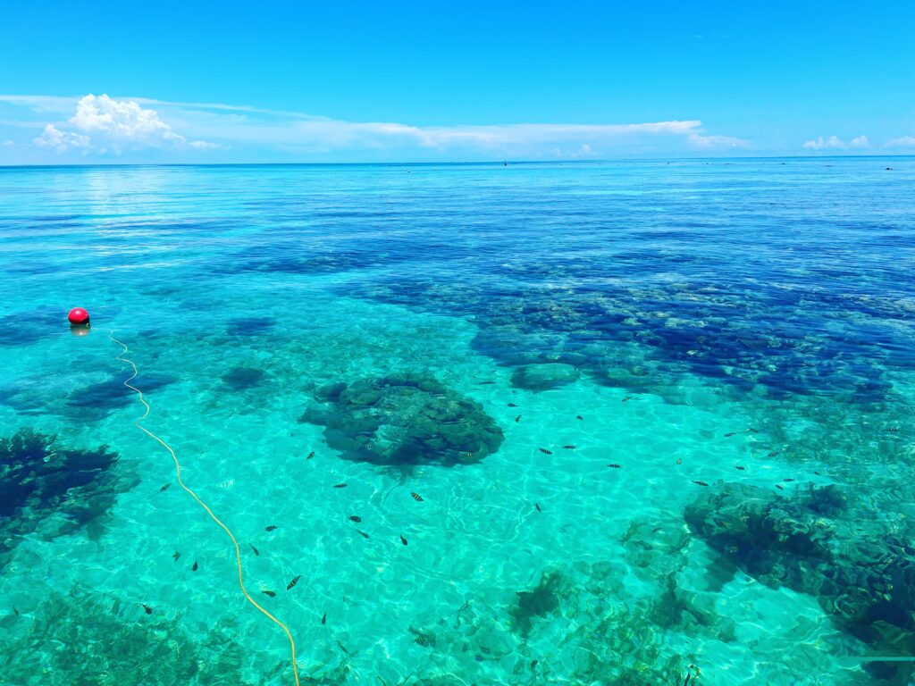 Snorkel Key Largo 1 Snorkel key largo at Grecian reef with amazing clear water and abundant fish is a sight to remember